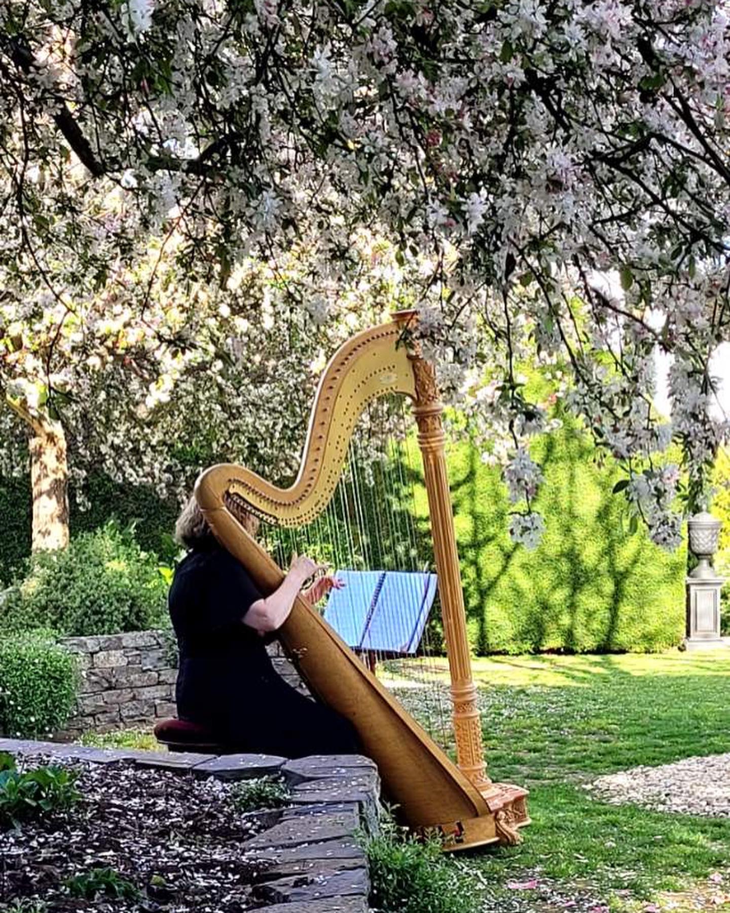 Carolyn Burgess, harp player in Adelaide